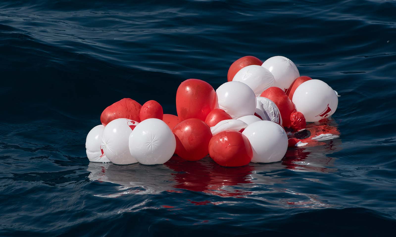 mers marine education research society balloons in water threat to marine life